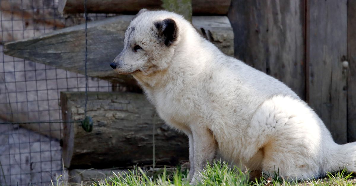 Zorra manual de perfil bajo con pallet sobre superficie de almacén
